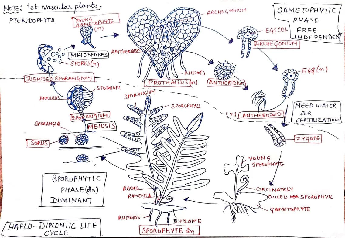 Biology learning materials by Anjali 