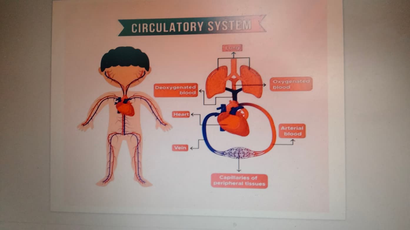Live performance with Biology by Srikhar  