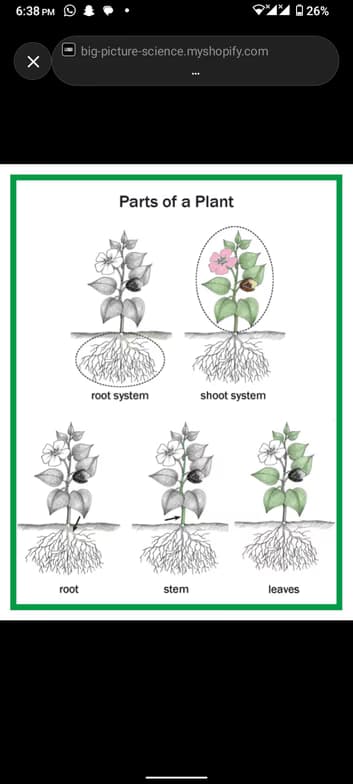 Live performance with Biology by Rehema  