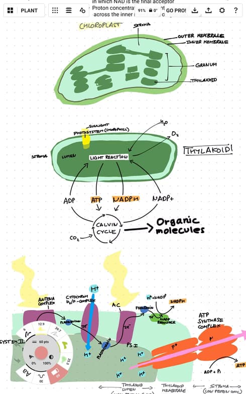 Live performance with Biology by Sunal 