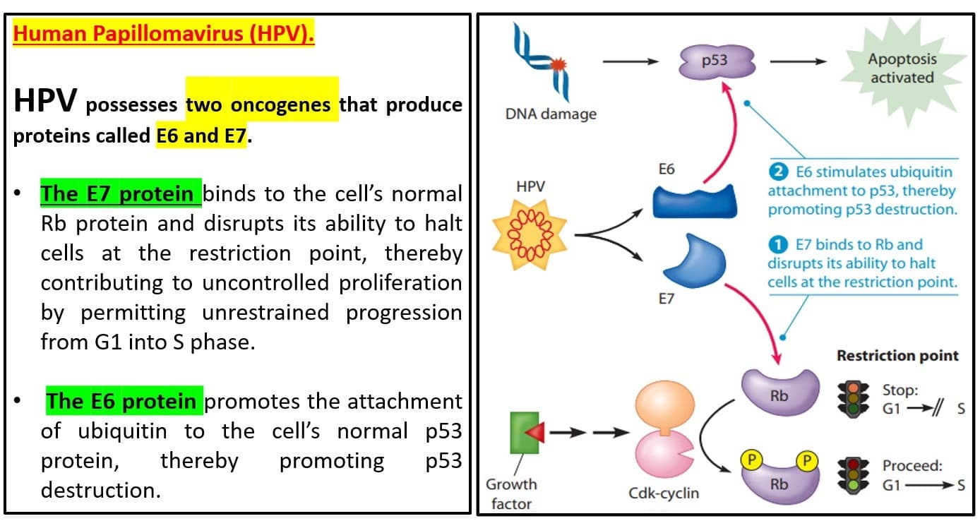 Live performance with Biology by Dr. ASHISH KUMAR 