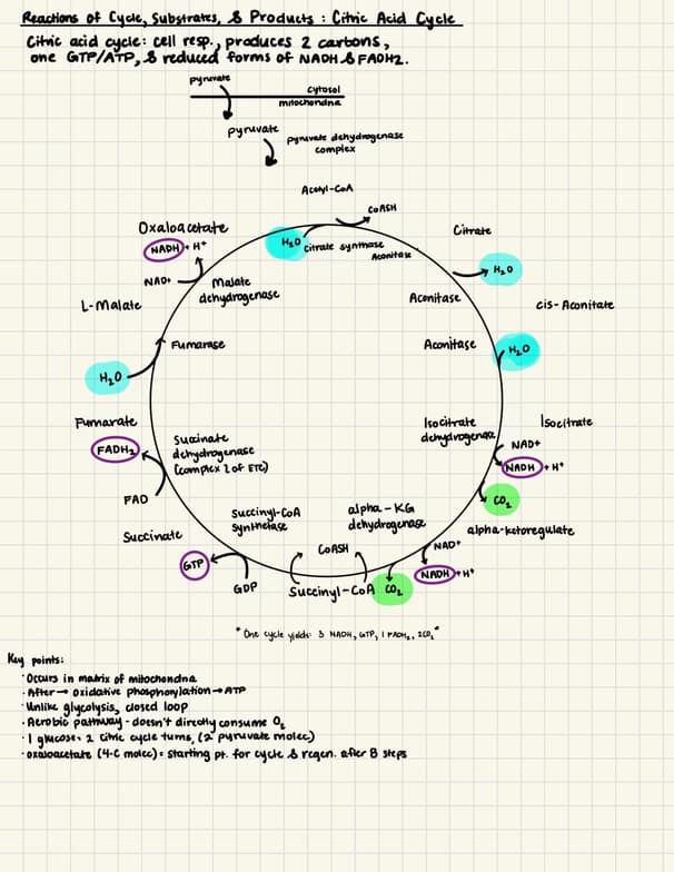 Live performance with ACT by Shivani
