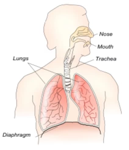 Singing learning materials by Autumn 