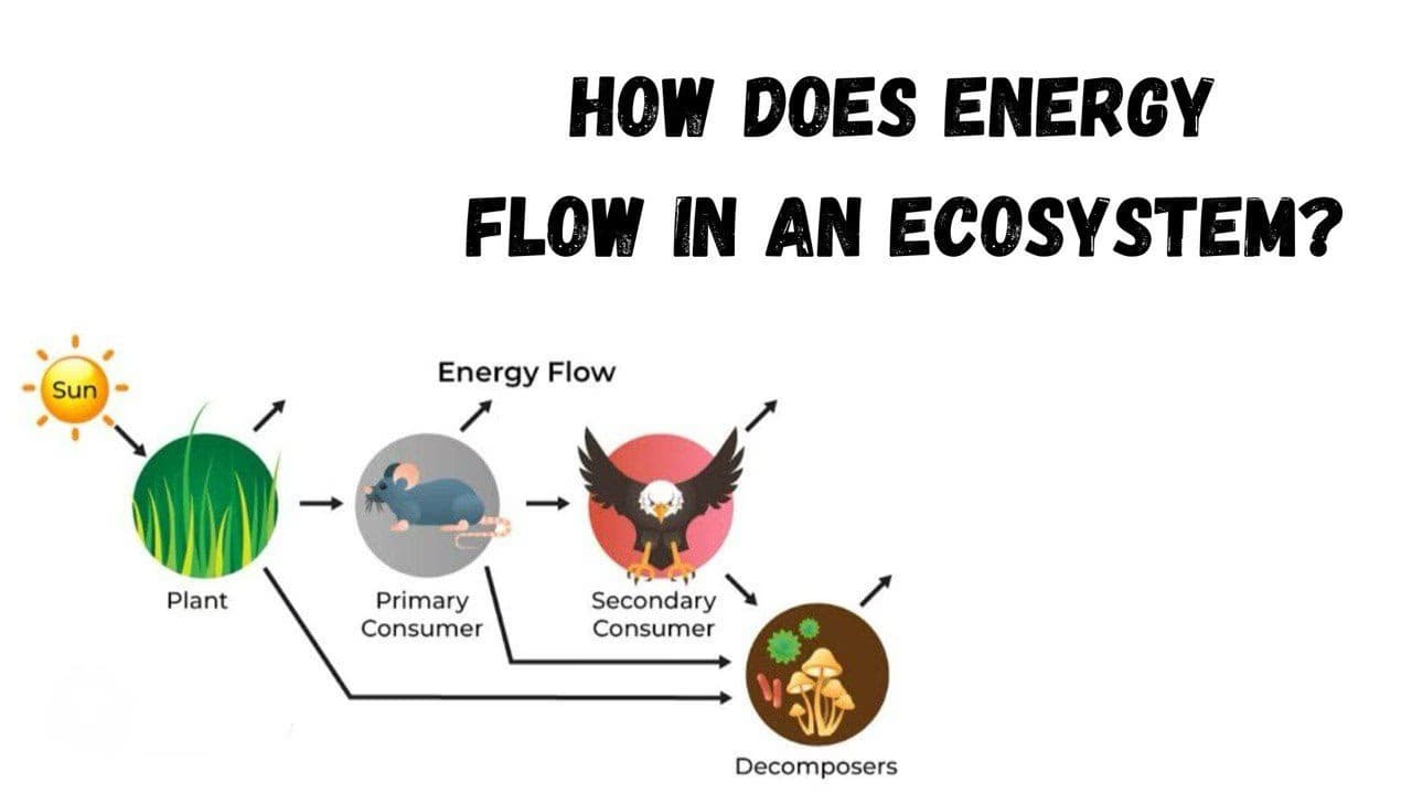 Biology learning materials by Namosita 