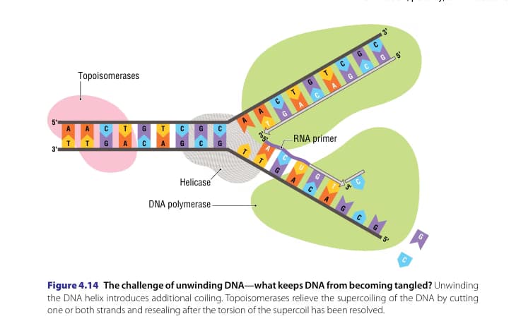 Biology learning materials by Robert 