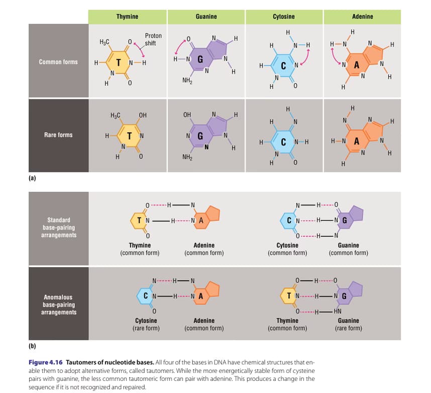 Biology learning materials by Robert 