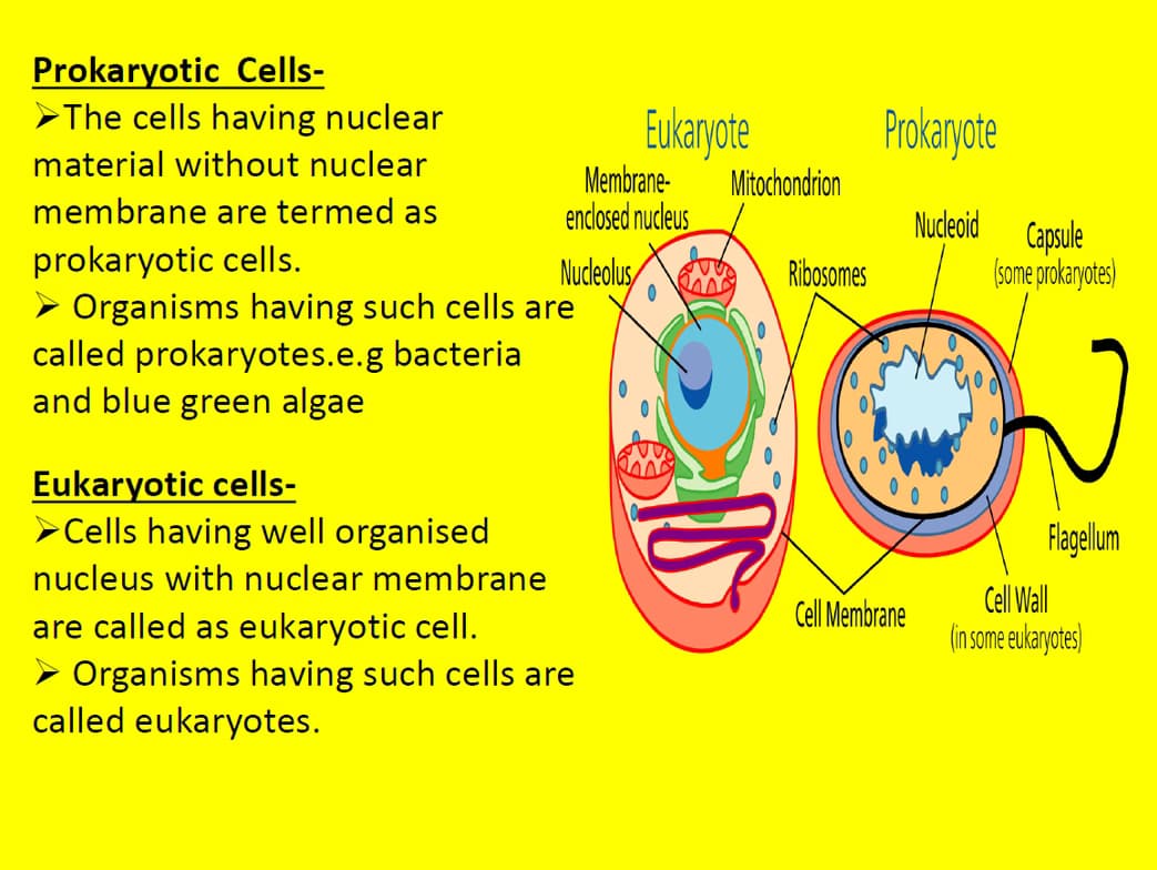 Live performance with Biology by Gaurav 