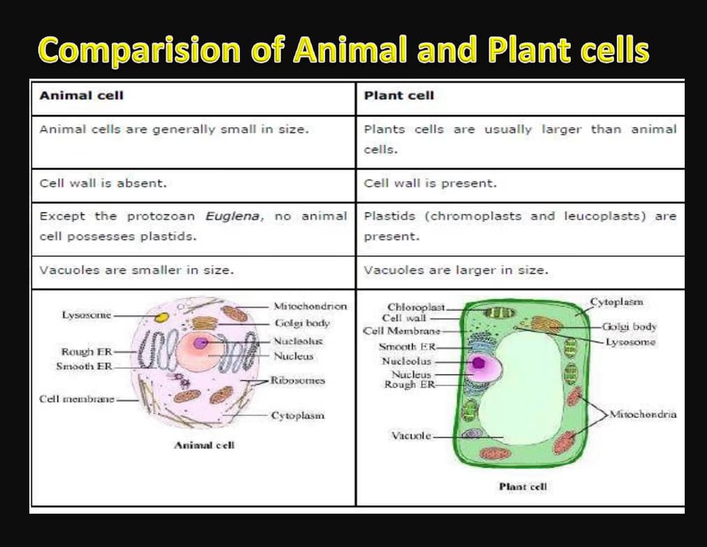 Casual photos of Gaurav, Wiingy tutor 