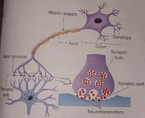 Biology learning materials by NIHARIKA  