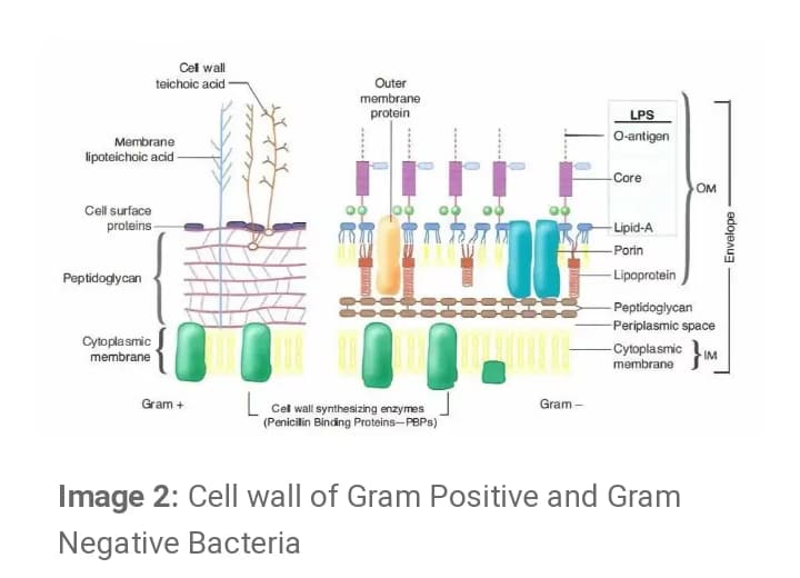Biology learning materials by Ayushi 