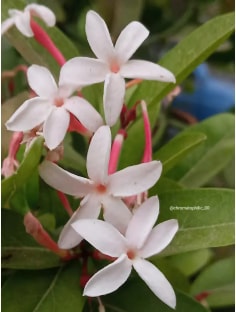 Profile photo of AASTHA TRIPATHI, undefined tutor at Wiingy