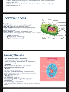 Profile photo of Srishti  Srivastava , undefined tutor at Wiingy