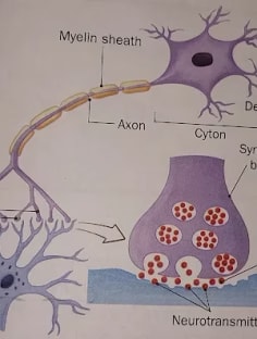 Profile photo of NIHARIKA  PATNAIK, undefined tutor at Wiingy