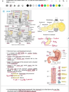 Profile photo of Vanshika  Gupta , undefined tutor at Wiingy