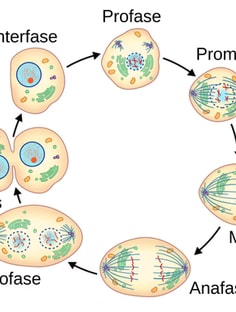 Profile photo of Charis Caples, undefined tutor at Wiingy