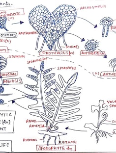 Profile photo of Anjali Kashyap, undefined tutor at Wiingy