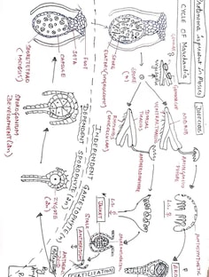 Profile photo of Anjali Kashyap, undefined tutor at Wiingy