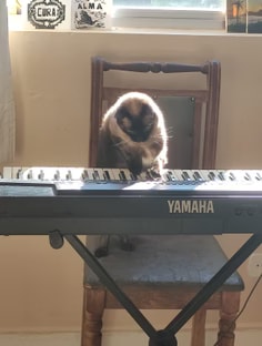 Profile photo of Clarissa Souza, undefined tutor at Wiingy