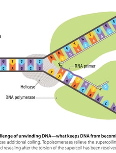 Profile photo of Robert Motter, undefined tutor at Wiingy
