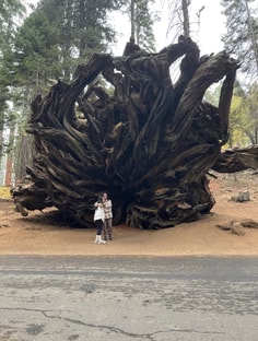 Profile photo of Jose Gonzalez, undefined tutor at Wiingy