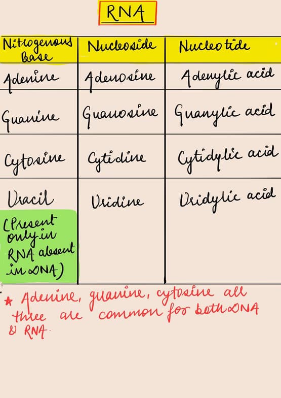 Live performance with Biology by Nikita