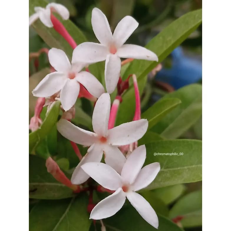 AASTHAenjoying a hobby outside teaching
