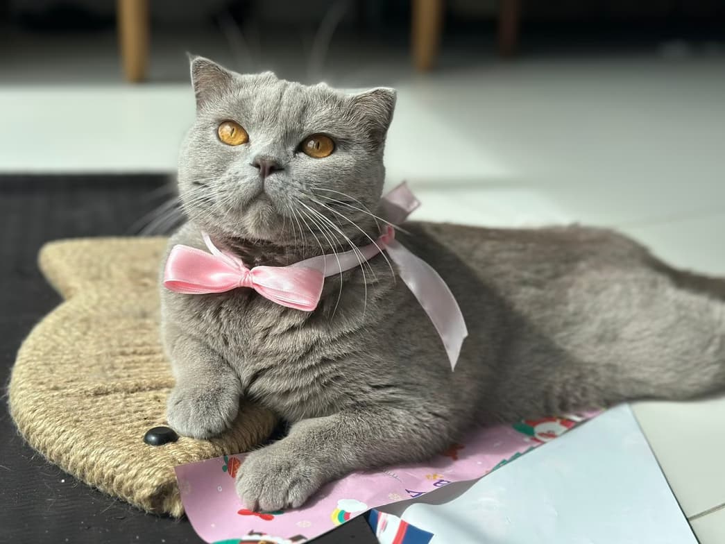 Casual photos of Arturas, Wiingy tutor