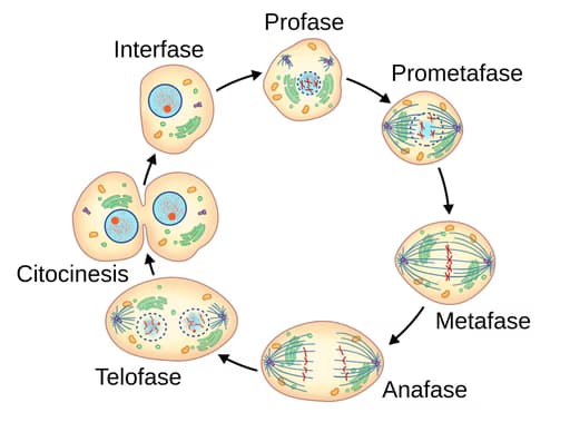 Biology learning materials by Charis